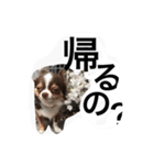 daitenshicocotan two（個別スタンプ：6）