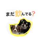 daitenshicocotan two（個別スタンプ：9）