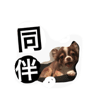 daitenshicocotan two（個別スタンプ：12）