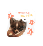 daitenshicocotan two（個別スタンプ：13）