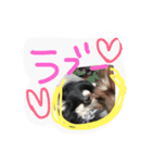 daitenshicocotan two（個別スタンプ：16）