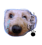 犬（私）の気持ち☆（個別スタンプ：27）