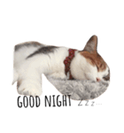三毛猫つばき（個別スタンプ：2）