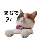 三毛猫つばき（個別スタンプ：3）