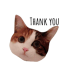 三毛猫つばき（個別スタンプ：6）