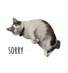 三毛猫つばき（個別スタンプ：7）