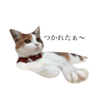 三毛猫つばき（個別スタンプ：8）