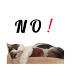 三毛猫つばき（個別スタンプ：9）
