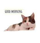 三毛猫つばき（個別スタンプ：10）