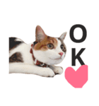 三毛猫つばき（個別スタンプ：14）
