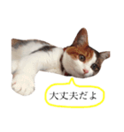 三毛猫つばき（個別スタンプ：15）