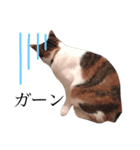 三毛猫つばき（個別スタンプ：16）