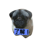 ダックスたちとパグ（個別スタンプ：3）