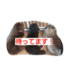 ダックスたちとパグ（個別スタンプ：15）