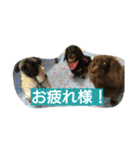 ダックスたちとパグ（個別スタンプ：17）