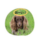 ダックスたちとパグ（個別スタンプ：19）