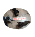 ダックスたちとパグ（個別スタンプ：24）