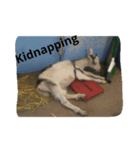 BigDaddy's Goat Puns（個別スタンプ：3）