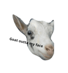 BigDaddy's Goat Puns（個別スタンプ：4）