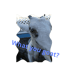 BigDaddy's Goat Puns（個別スタンプ：7）