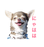 チワワのお友達part2（個別スタンプ：19）