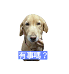 Pucky（個別スタンプ：7）