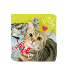 Meaw meaw..（個別スタンプ：1）