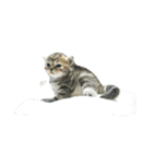 Meaw meaw..（個別スタンプ：2）