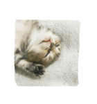 Meaw meaw..（個別スタンプ：5）