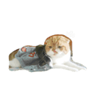 Meaw meaw..（個別スタンプ：6）