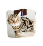 Meaw meaw..（個別スタンプ：8）
