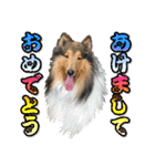 戌年のご挨拶（個別スタンプ：1）