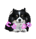 戌年のご挨拶（個別スタンプ：6）