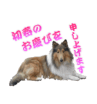 戌年のご挨拶（個別スタンプ：11）