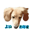戌年のご挨拶（個別スタンプ：12）