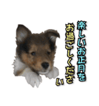 戌年のご挨拶（個別スタンプ：13）