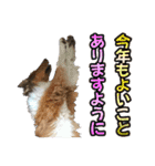 戌年のご挨拶（個別スタンプ：15）