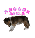 戌年のご挨拶（個別スタンプ：17）