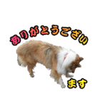 戌年のご挨拶（個別スタンプ：19）