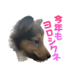 戌年のご挨拶（個別スタンプ：21）