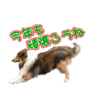 戌年のご挨拶（個別スタンプ：25）