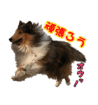 戌年のご挨拶（個別スタンプ：26）