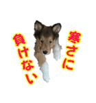 戌年のご挨拶（個別スタンプ：27）