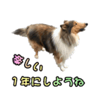 戌年のご挨拶（個別スタンプ：29）