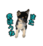 戌年のご挨拶（個別スタンプ：31）
