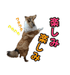 戌年のご挨拶（個別スタンプ：35）