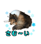 戌年のご挨拶（個別スタンプ：37）