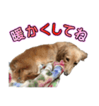 戌年のご挨拶（個別スタンプ：38）