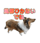戌年のご挨拶（個別スタンプ：39）