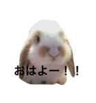 ウサギのキナ子（個別スタンプ：1）